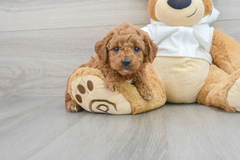Mini Goldendoodle Puppy for Adoption