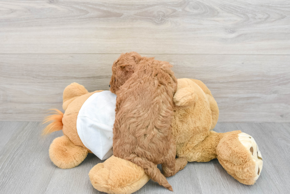 Mini Goldendoodle Pup Being Cute