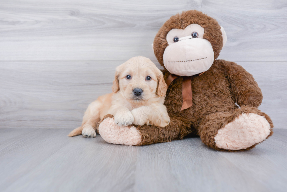 Mini Goldendoodle Puppy for Adoption