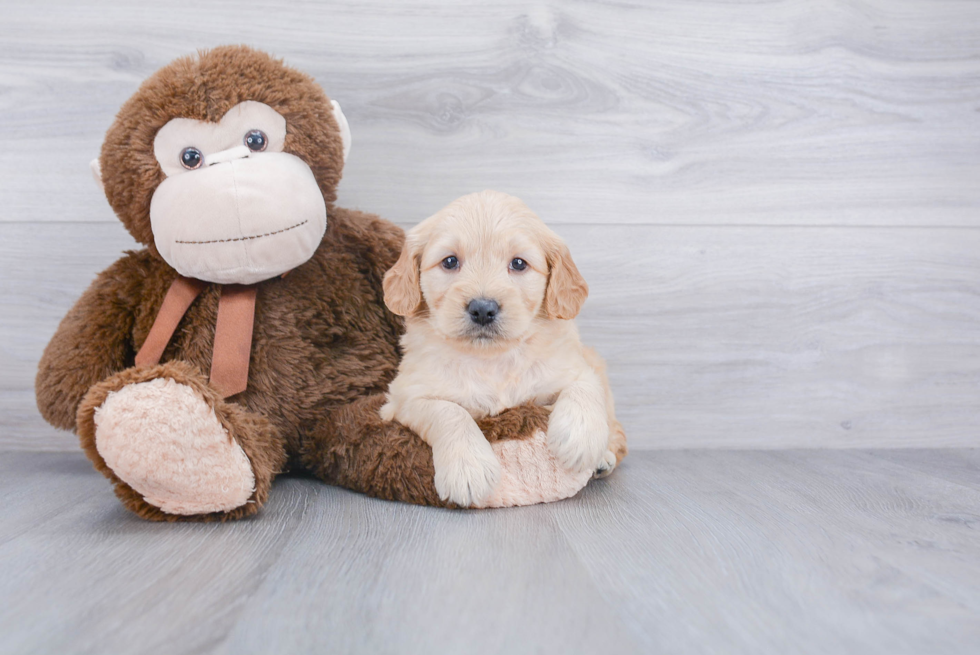 Energetic Golden Retriever Poodle Mix Puppy