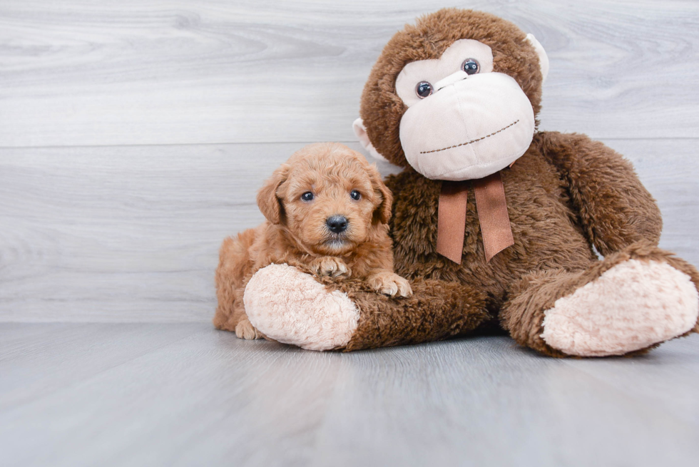 Mini Goldendoodle Pup Being Cute