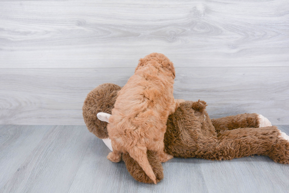 Popular Mini Goldendoodle Poodle Mix Pup