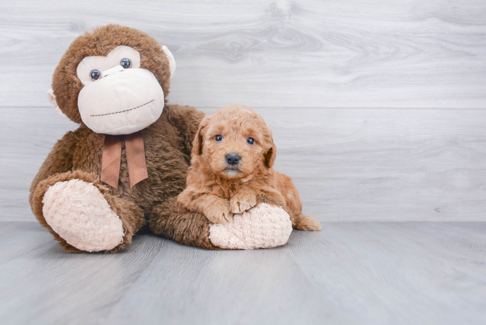 Little Golden Retriever Poodle Mix Puppy