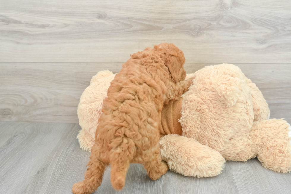 Best Mini Goldendoodle Baby