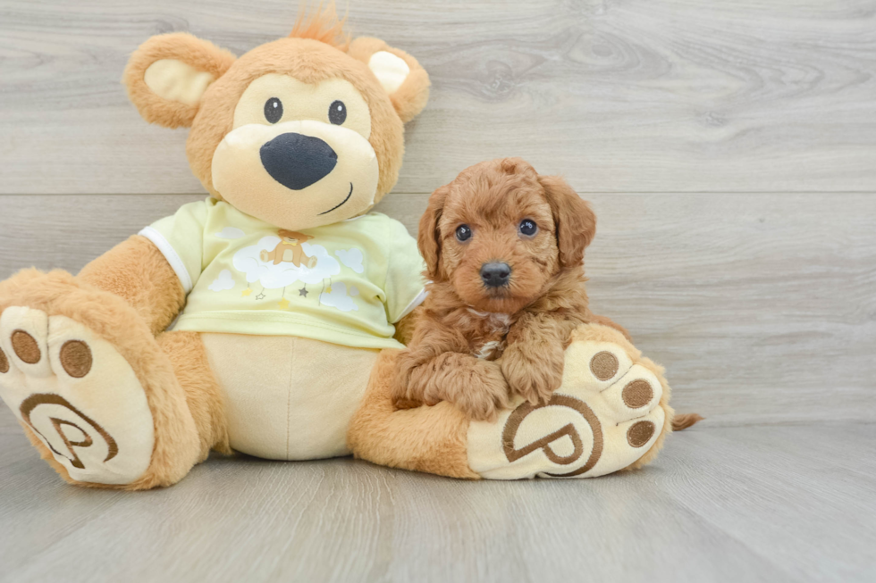 Playful Mini Groodle Poodle Mix Puppy