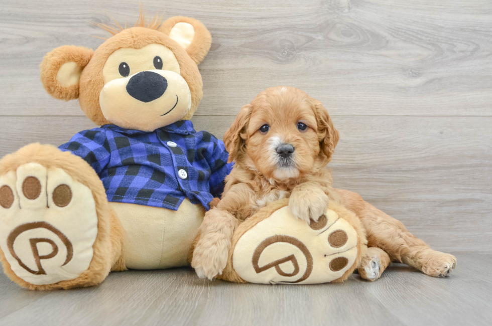 6 week old Mini Goldendoodle Puppy For Sale - Premier Pups