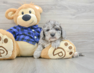 8 week old Mini Goldendoodle Puppy For Sale - Premier Pups