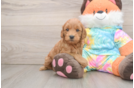 Little Mini Goldenpoo Poodle Mix Puppy