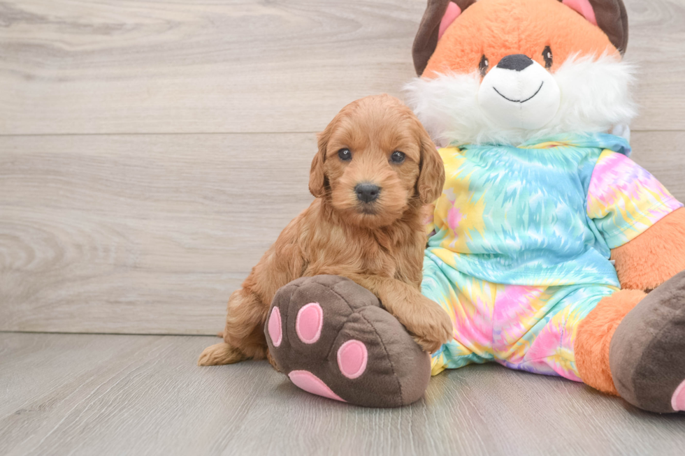 Little Mini Goldenpoo Poodle Mix Puppy