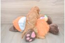 Mini Goldendoodle Puppy for Adoption