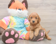 7 week old Mini Goldendoodle Puppy For Sale - Premier Pups