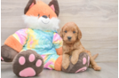 Mini Goldendoodle Puppy for Adoption