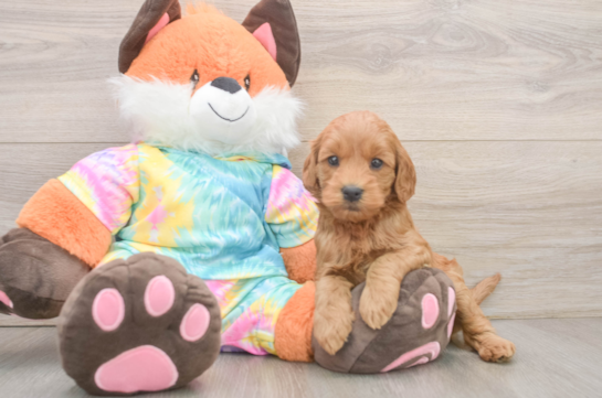 Mini Goldendoodle Puppy for Adoption