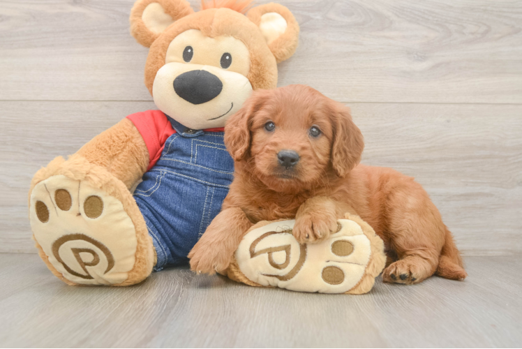 Small Mini Goldendoodle Baby