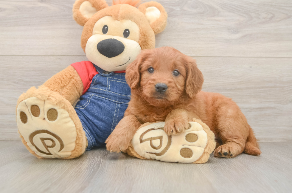 5 week old Mini Goldendoodle Puppy For Sale - Premier Pups