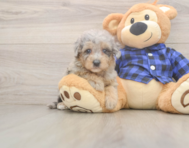 7 week old Mini Goldendoodle Puppy For Sale - Premier Pups