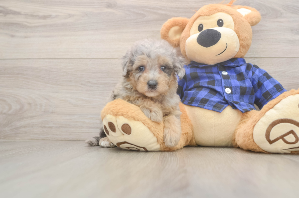 5 week old Mini Goldendoodle Puppy For Sale - Premier Pups