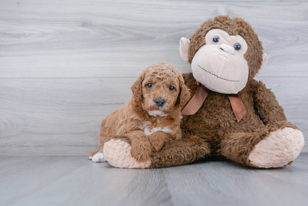 Mini Goldendoodle Puppy for Adoption