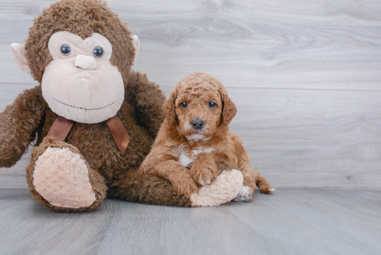 Petite Mini Goldendoodle Poodle Mix Pup