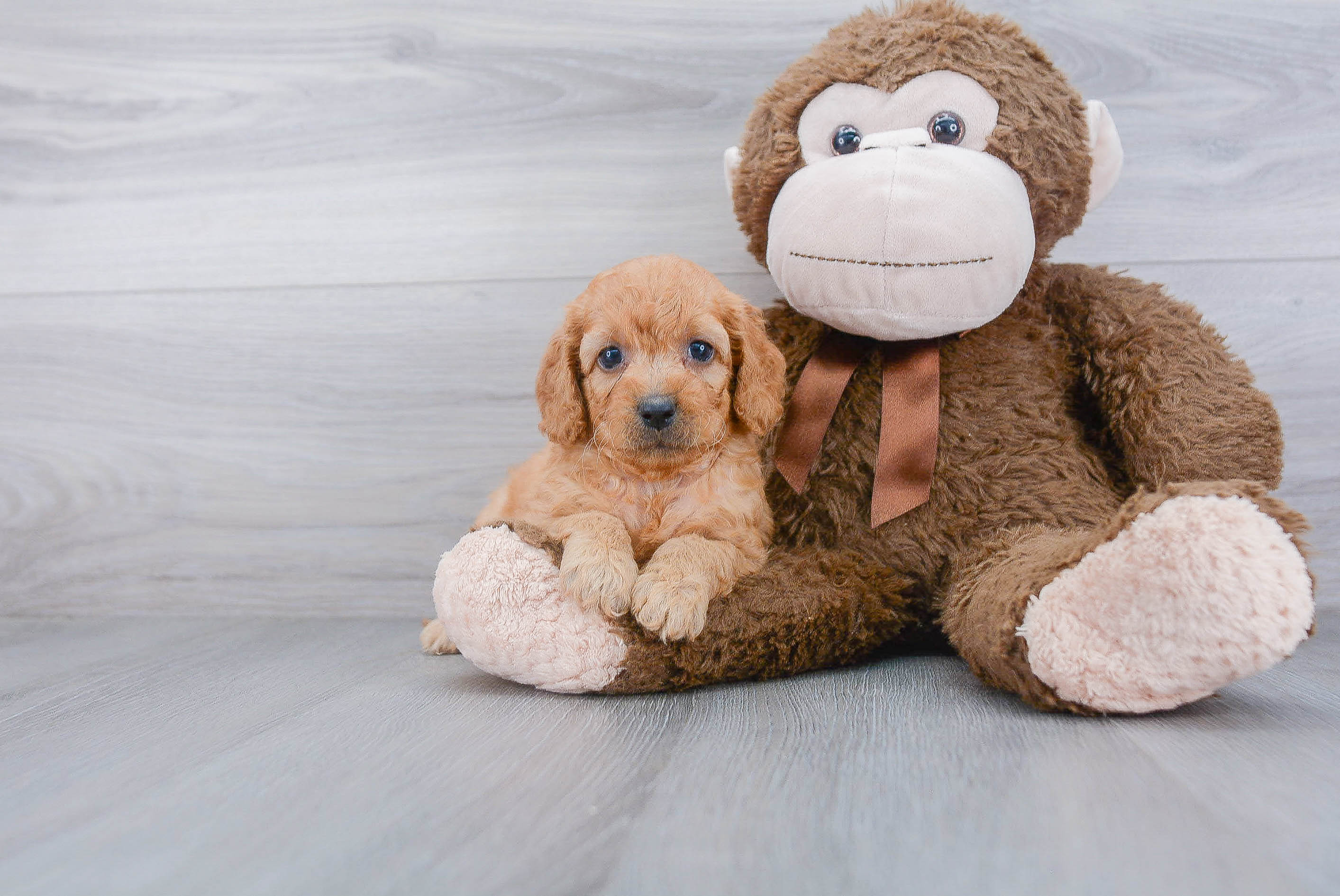 Mini Goldendoodle Puppy for Adoption
