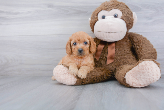 Mini Goldendoodle Puppy for Adoption