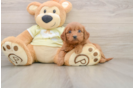 Best Mini Goldendoodle Baby