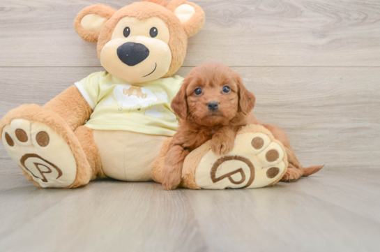 Best Mini Goldendoodle Baby