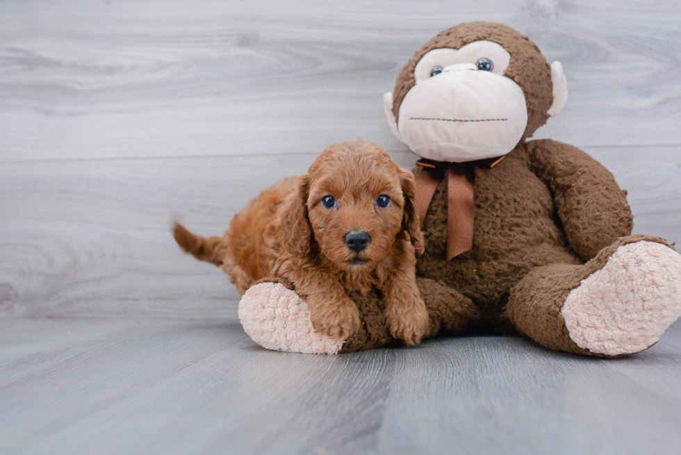 Best Mini Goldendoodle Baby