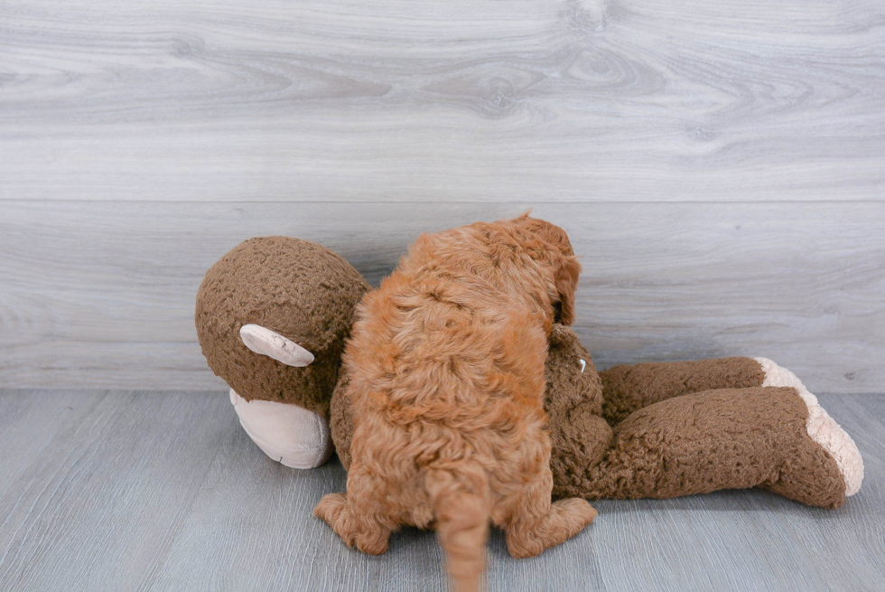 Funny Mini Goldendoodle Poodle Mix Pup