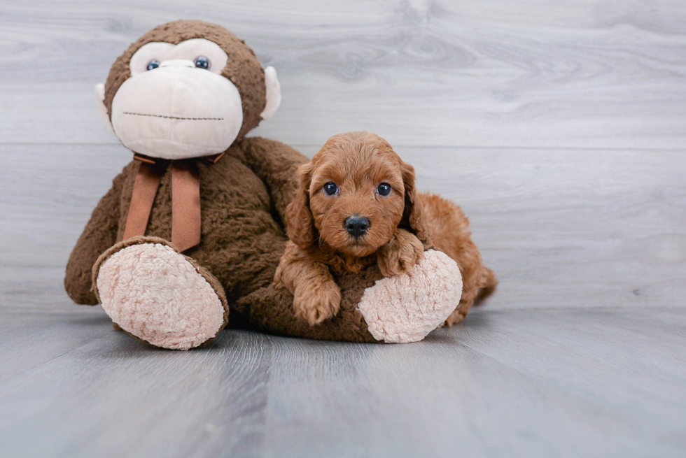 Popular Mini Goldendoodle Poodle Mix Pup