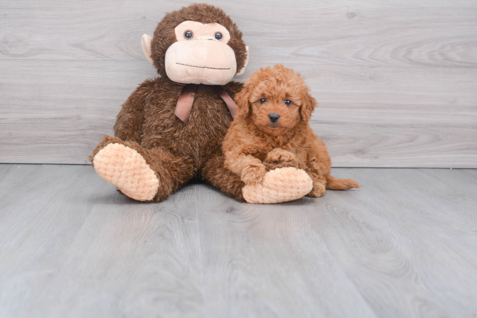 Mini Goldendoodle Puppy for Adoption