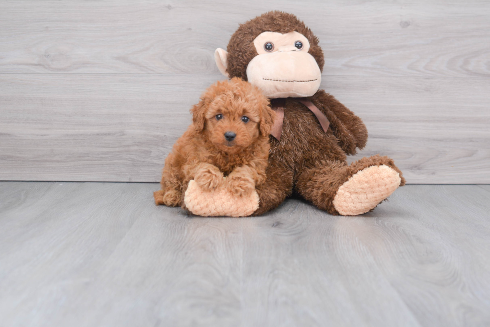 Friendly Mini Goldendoodle Baby