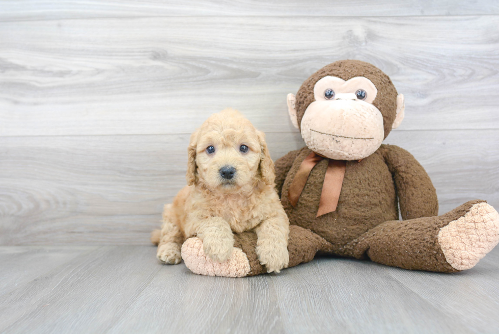 Mini Goldendoodle Pup Being Cute