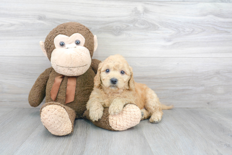 Funny Mini Goldendoodle Poodle Mix Pup