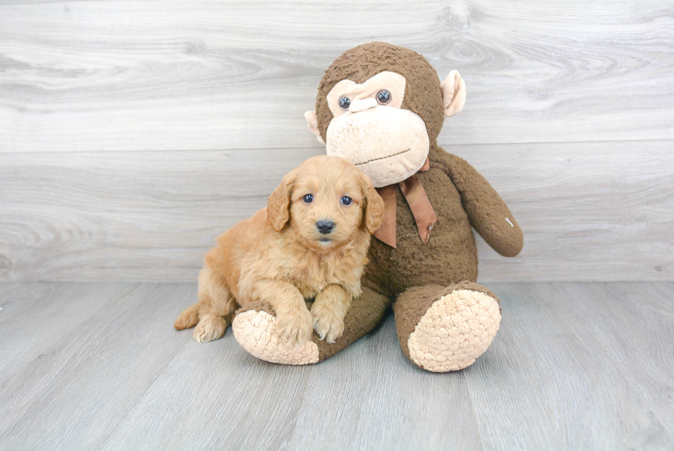 Mini Goldendoodle Pup Being Cute