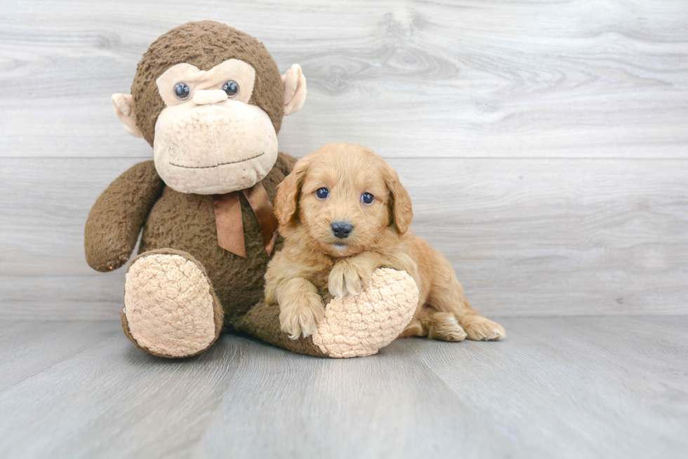 Mini Goldendoodle Puppy for Adoption