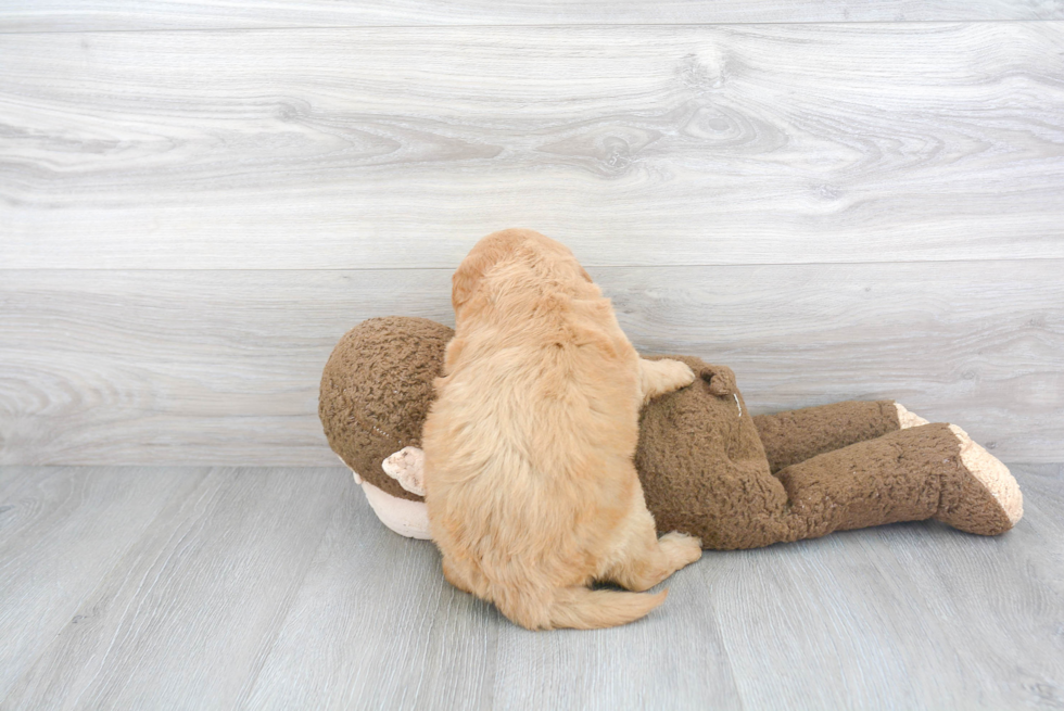 Funny Mini Goldendoodle Poodle Mix Pup