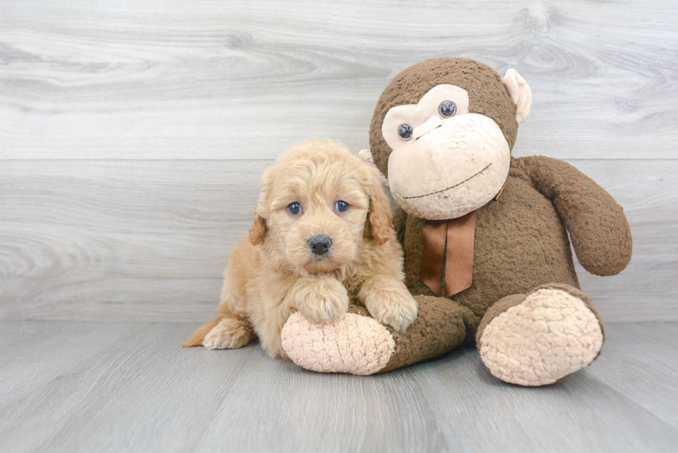 Mini Goldendoodle Pup Being Cute