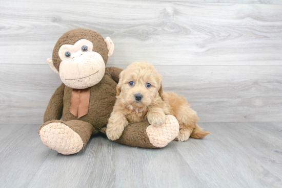 Best Mini Goldendoodle Baby