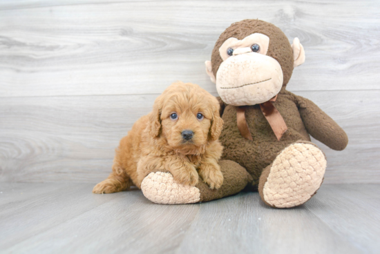 Small Mini Goldendoodle Baby