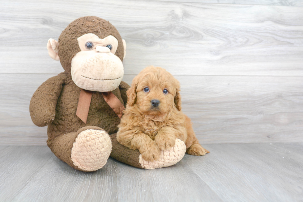 Little Golden Retriever Poodle Mix Puppy