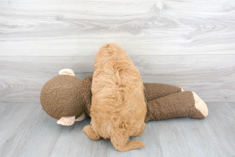 Mini Goldendoodle Puppy for Adoption