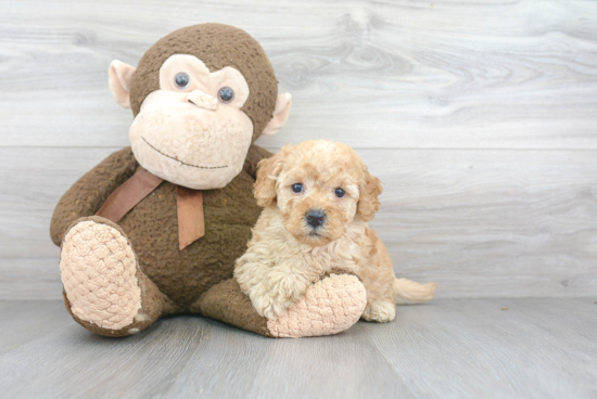 Mini Goldendoodle Puppy for Adoption