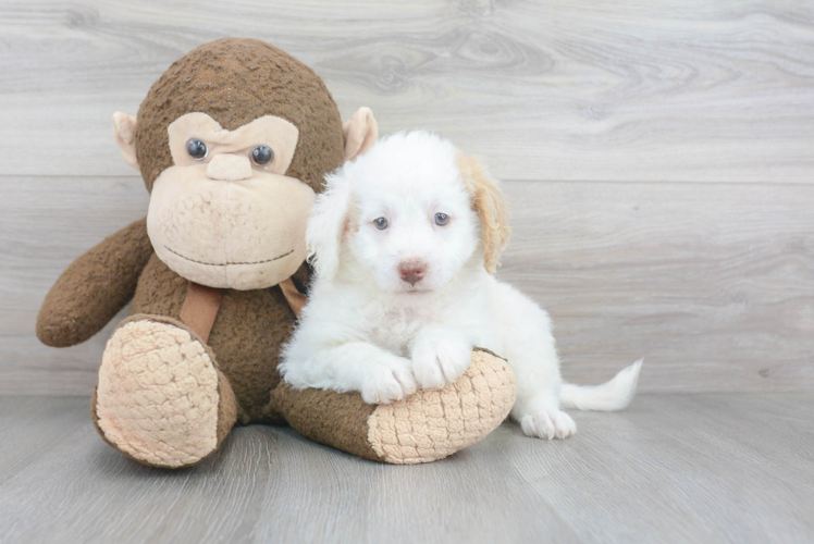 Little Golden Retriever Poodle Mix Puppy