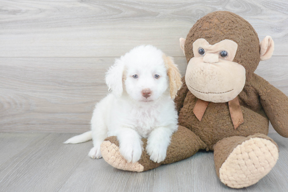 Mini Goldendoodle Puppy for Adoption