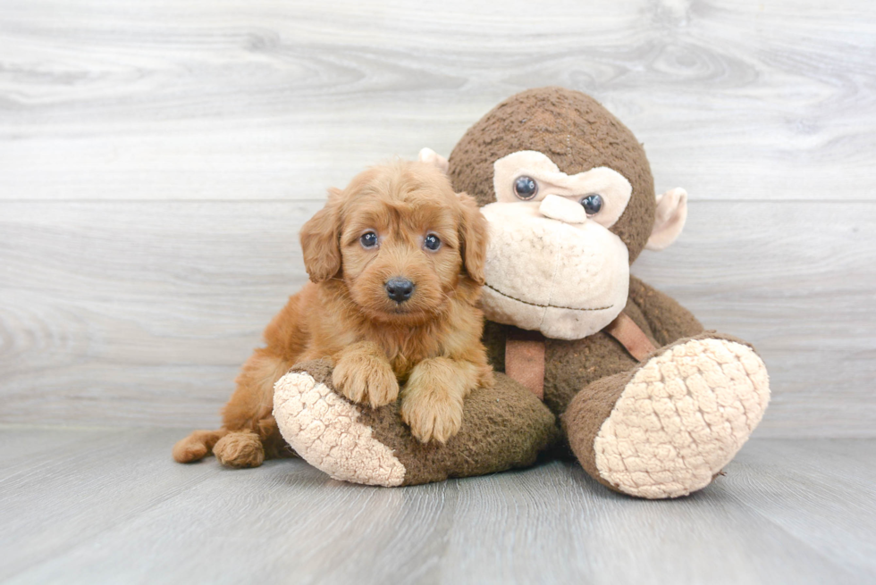 Best Mini Goldendoodle Baby