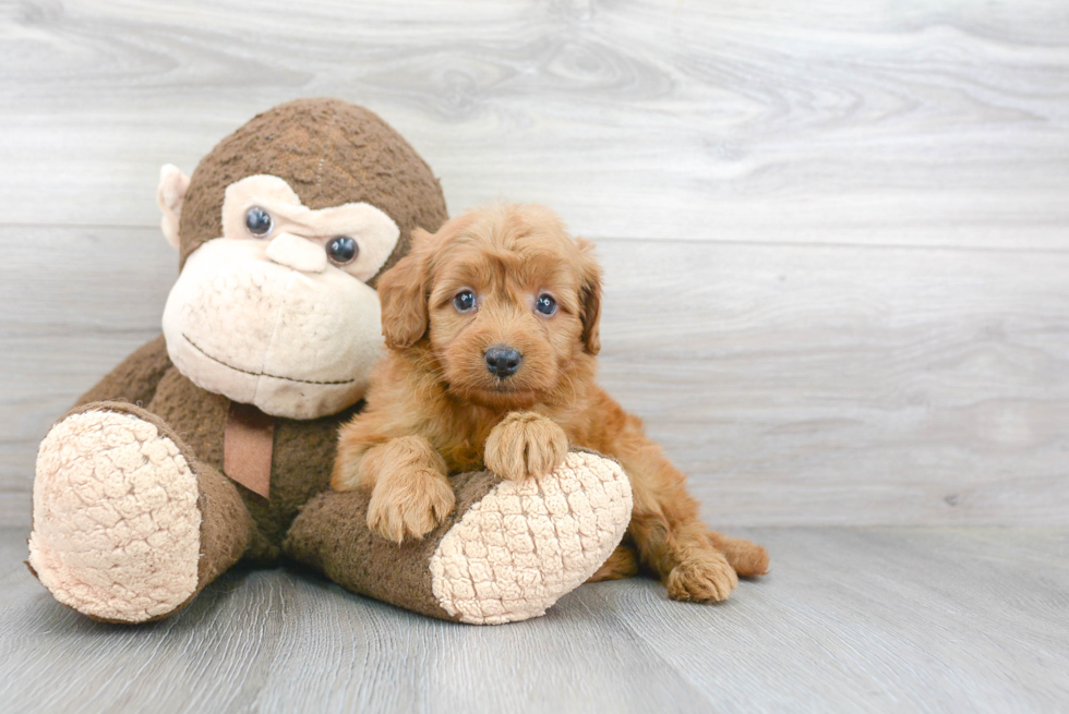 Happy Mini Goldendoodle Baby