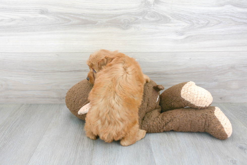 Petite Mini Goldendoodle Poodle Mix Pup