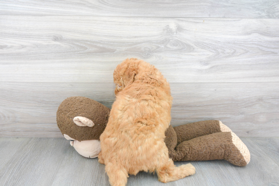 Energetic Golden Retriever Poodle Mix Puppy