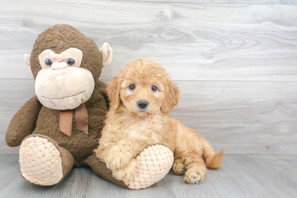 Fluffy Mini Goldendoodle Poodle Mix Pup